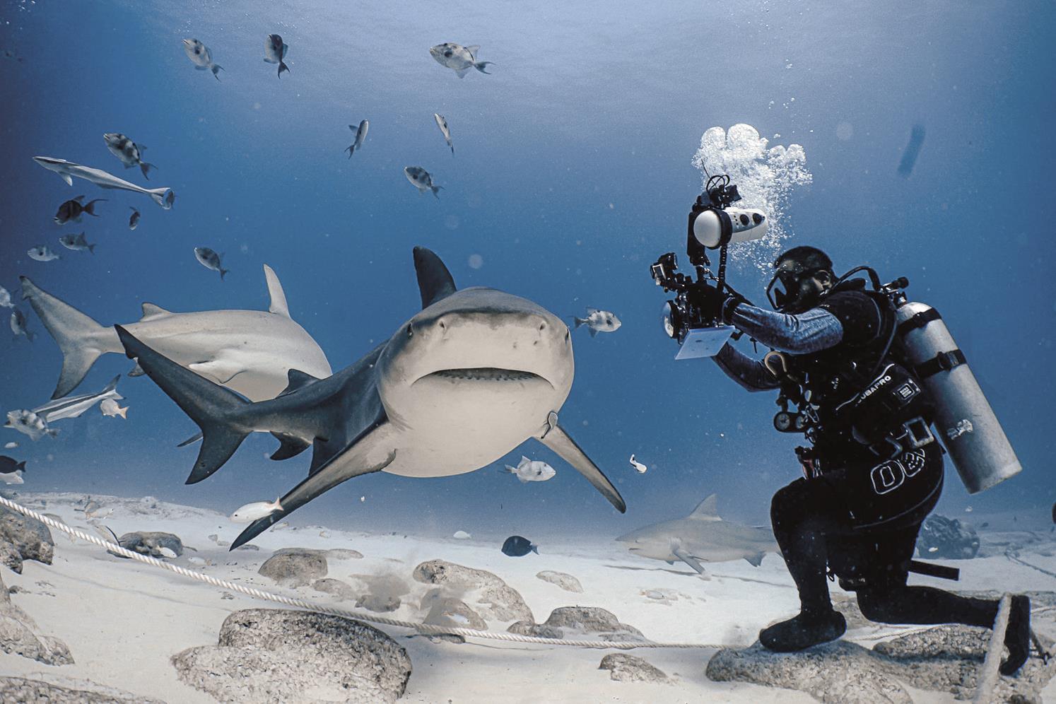 Sumérgete en el Encanto Submarino de Playa del Carmen: Aventuras que Te Dejarán Sin Aliento